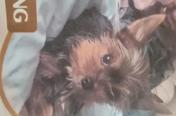 Lost Toy Yorkie on Lancelot Rd – Help Find!