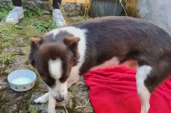 Petit chien marron/blanc trouvé à Hardricourt - photo