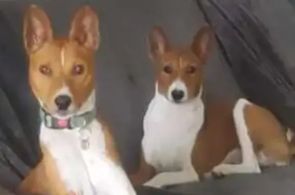 Chien perdu Nantes, photo : 2 chiens marron et blanc disparus à Nantes