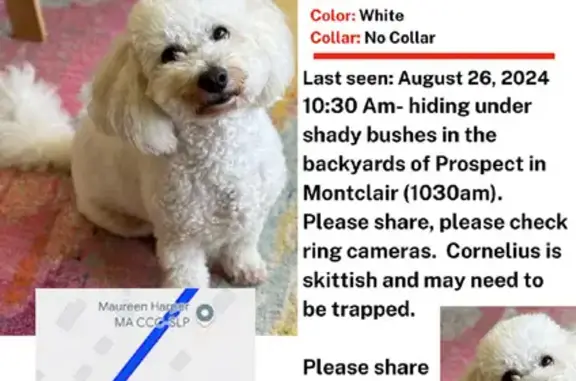 Lost White Maltese Mix - Montclair, Central Ave