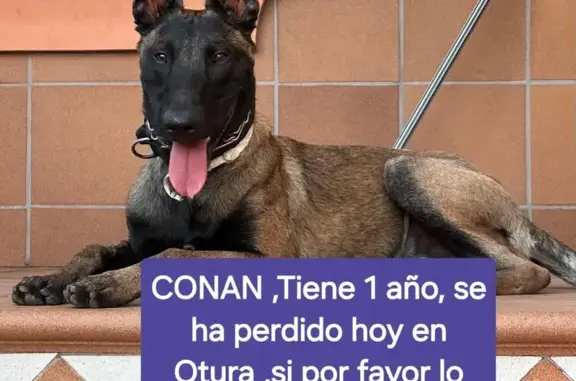 Perro Malinois Perdido en Otura - ¡Ayuda!