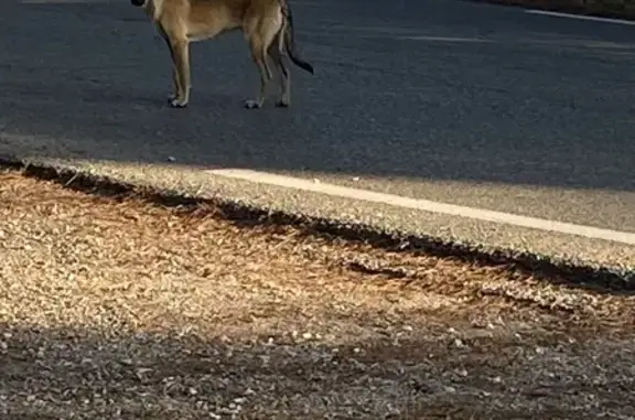 Chien maigre et craintif trouvé à Fuveau - photo