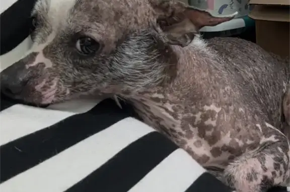 Lost Hairless Dog: Spotted, Needs Meds - Pueblo