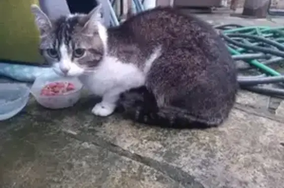 Chat mâle castré trouvé à Vendin-le-Vieil - photo
