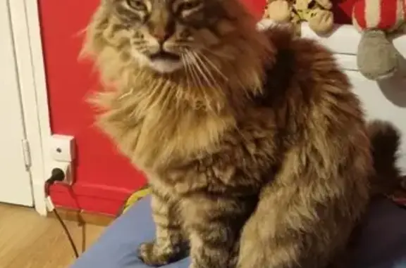 Animaux perdus Rethel, photo: Chat perdu Maine Coon fauve tigré, Rethel