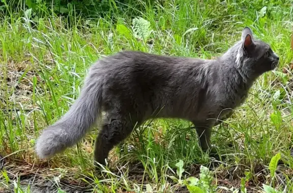 Chat perdu, Modane, photo: Chat gris angora disparu à Modane