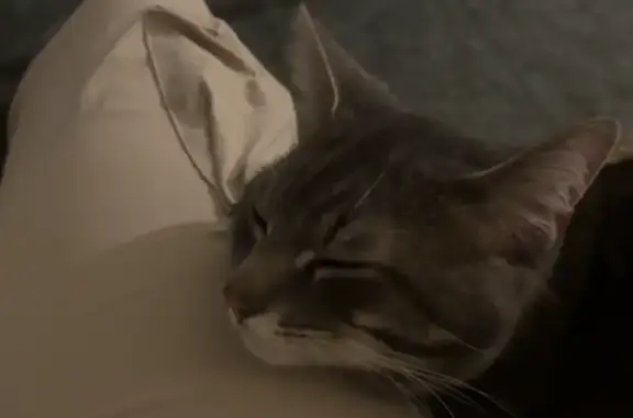 Animaux perdus , photo: Chat gris perdu à Ardes sur Couze