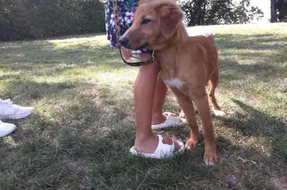 Jeune chienne rousse trouvée à Anthy-sur-Léman - photo