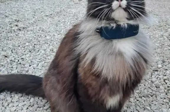Animaux perdus Antibes, photo: Chat mâle tricolore disparu à Antibes