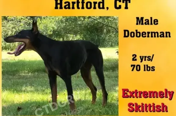 Lost Doberman in Keney Park, Hartford, CT