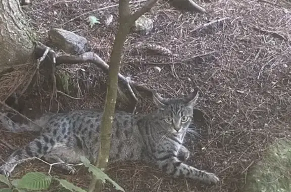 Missing Silvery-Grey Tabby - Warwick, 08/25/24