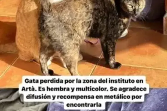 ¡Gato Perdido! Nala, Carey Pequeña en Artá