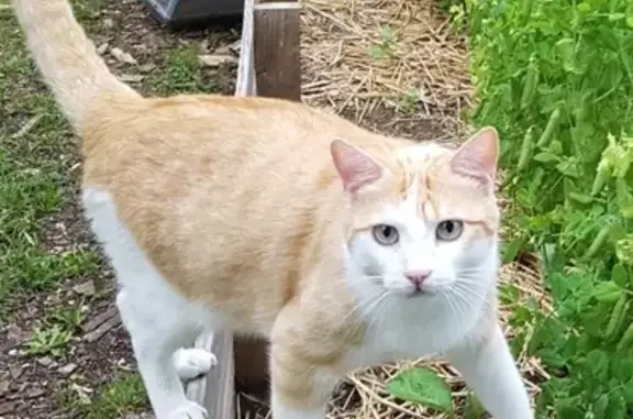 Chat perdu, , photo: Chat perdu rue Sainte-Cécile, Montval-sur-Loir