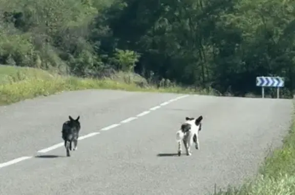 Chien trouvé Meillonnas, photo: Chiens trouvés sur la route de Treffort