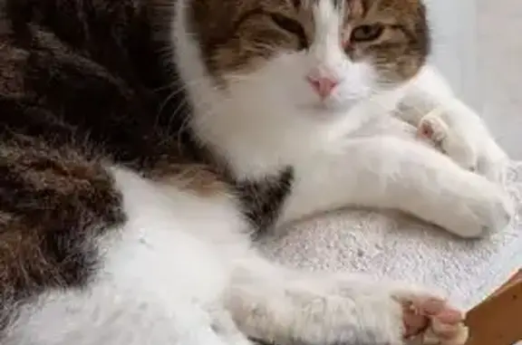 Chat perdu, Bonneval, photo: Chat Européen 3 ans Disparu à Bonneval