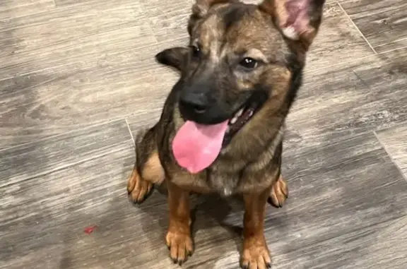 Found: Male German Shepherd Puppy in Houston