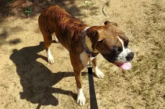 Lost Boxer Found: Brindle, Friendly, Dawsonville