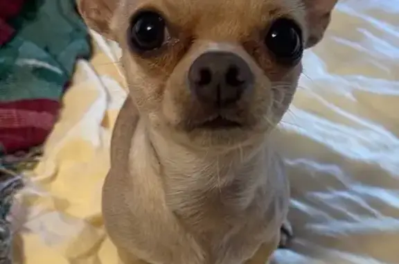 Lost Tan Chihuahua, 2 Yrs, Bianca Dr, Fremont