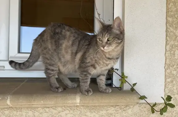 Animaux perdus Beaumont-Monteux, photo: Chat tigré gris perdu à Beaumont-Monteux