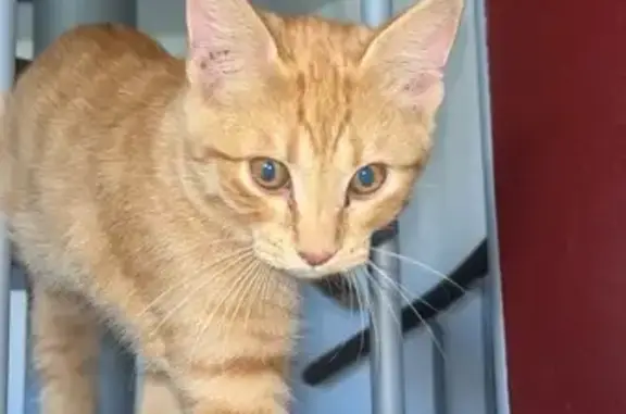 Chat trouvé Saint-Martin-d'Hères, photo: Chat sociable trouvé non identifié à Saint-Martin