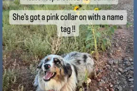 Lost Blue Female Mini Aussie in Teasdale, UT