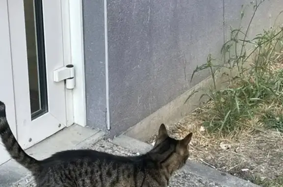 Chat tigré trouvé rue des Teinturiers, Amiens - photo