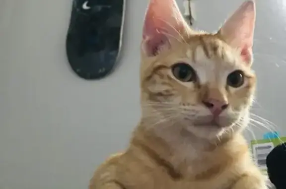 Missing Orange Male Cat in San Antonio