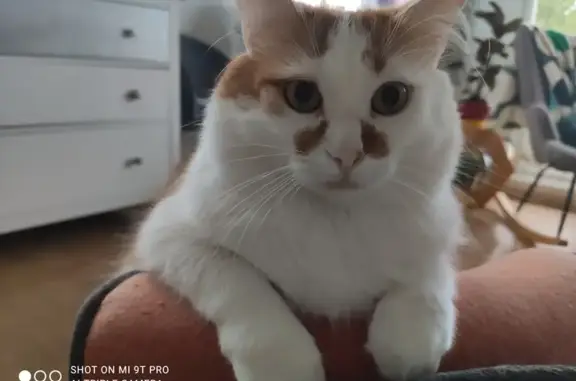 Chat perdu, Bruges, photo: Chat roux et blanc perdu à Bruges