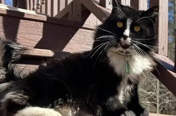 Missing Black & White Cat: Fairburn, 6530