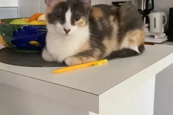 Animaux perdus Colomiers, photo: Chat tricolore perdu à Colomiers