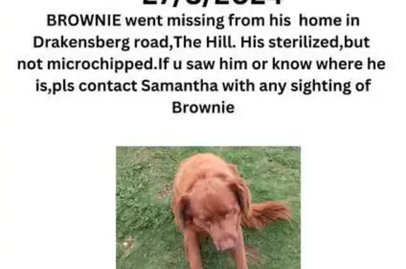 Lost Large Fluffy Dog in Johannesburg South