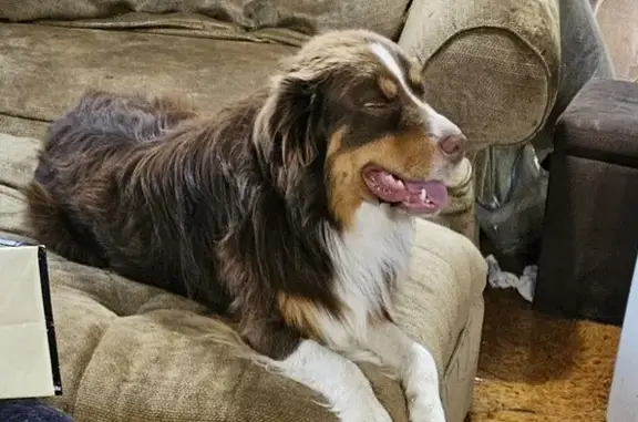 Lost Red Merle Aussie - Call 2089467653