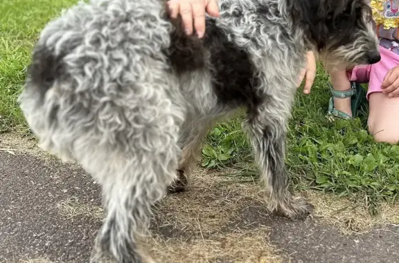 Lost Aussie/Poodle Mix - Skittish Puppy, Dewey Ave