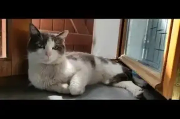 Chat mâle câlin trouvé à Sainte-Hélène-sur-Isère - photo