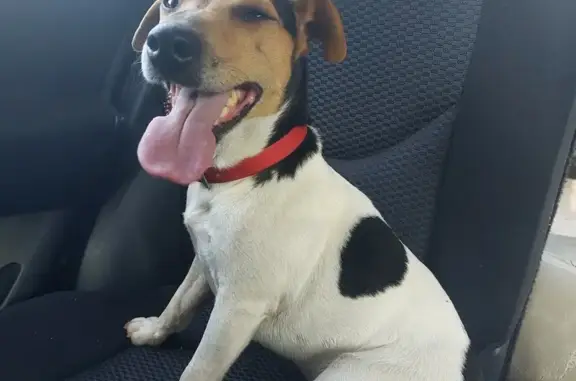 Jack Russel mâle trouvé, collier rouge, Saint-Savin - photo