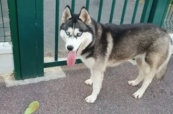 Husky femelle trouvée, collier rouge, Chatou - photo