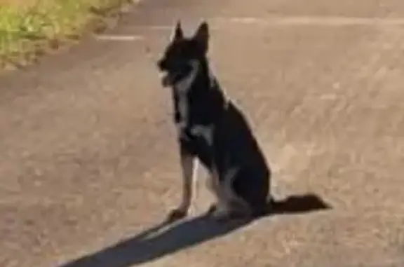 Chien retrouvé : 2 chiennes à Molay - photo