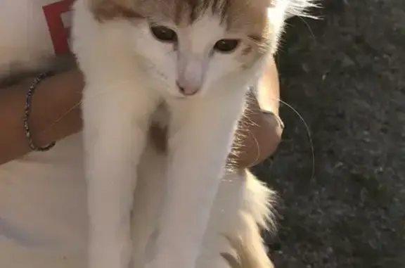 Chaton blanc et roux trouvé à Bessey - photo