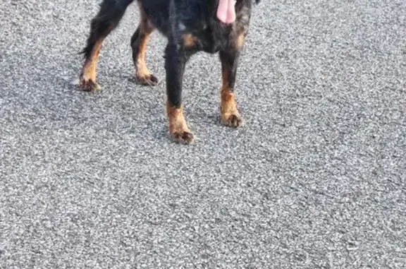 Chien trouvé Biarritz, photo: Épagneul noir trouvé près du lac Mouriscot