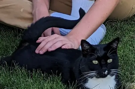 Lost Tuxedo Cat - Chandler Dr, Salt Lake City