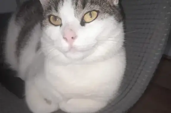 Chat perdu, Le Mans, photo: Chat blanc et gris perdu - Rue Galilée, Le Mans
