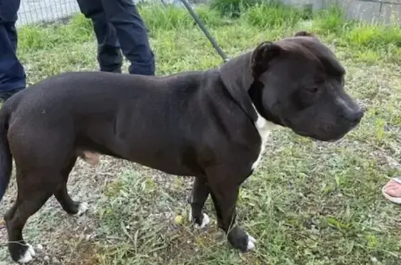 Chien trouvé en forêt de Fontenay-sur-Loing - photo