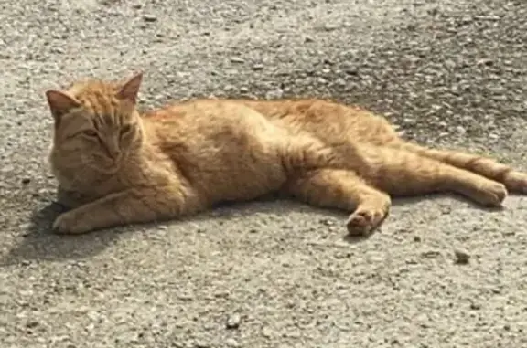 Animaux trouvés , photo: Chat mâle castré trouvé à Guiler-sur-Goyen