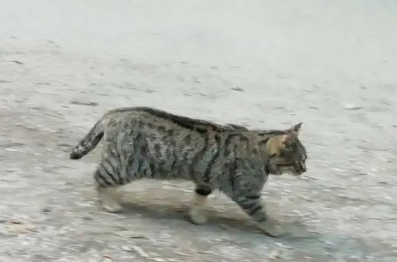 Petit chat gris trouvé près de la forêt de Grimbosq - photo