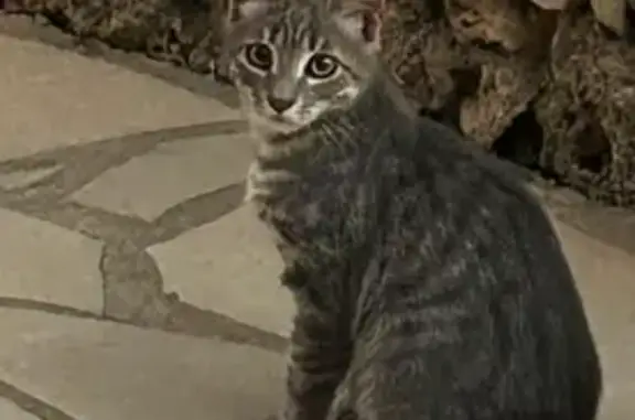 Chat perdu, Roquebrune-sur-Argens, photo: Chaton mâle gris disparu à Roquebrune