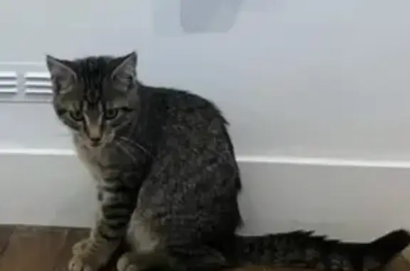 Animaux trouvés Audierne, photo: Chaton trouvé à Audierne, doux et câlin