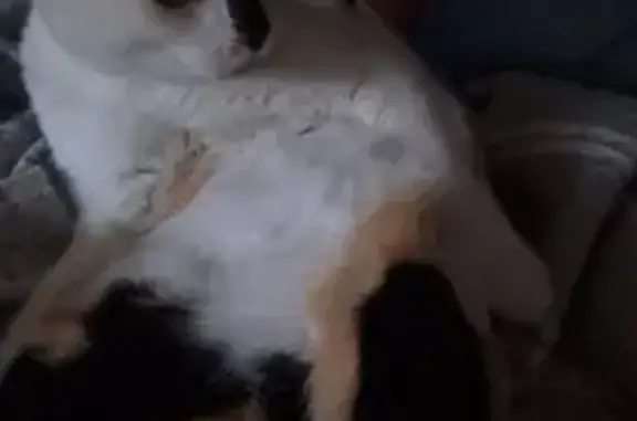 Gatos perdidos, , foto: Gatita Tricolor Perdida - Urgente Medicación