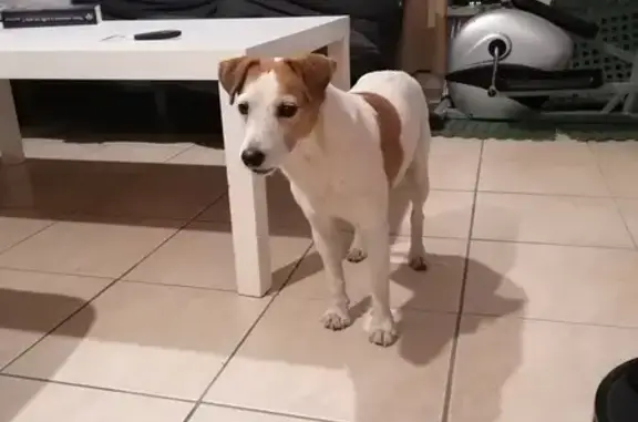 Chienne Jack Russell trouvée à Carpentras - photo