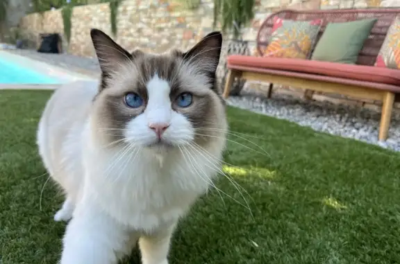 Animaux perdus Châteauneuf-les-Martigues, photo: Chat Ragdoll blanc perdu à Châteauneuf