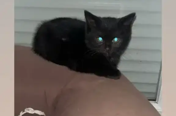 Animaux trouvés , photo: Chaton noire trouvé à Raucoules